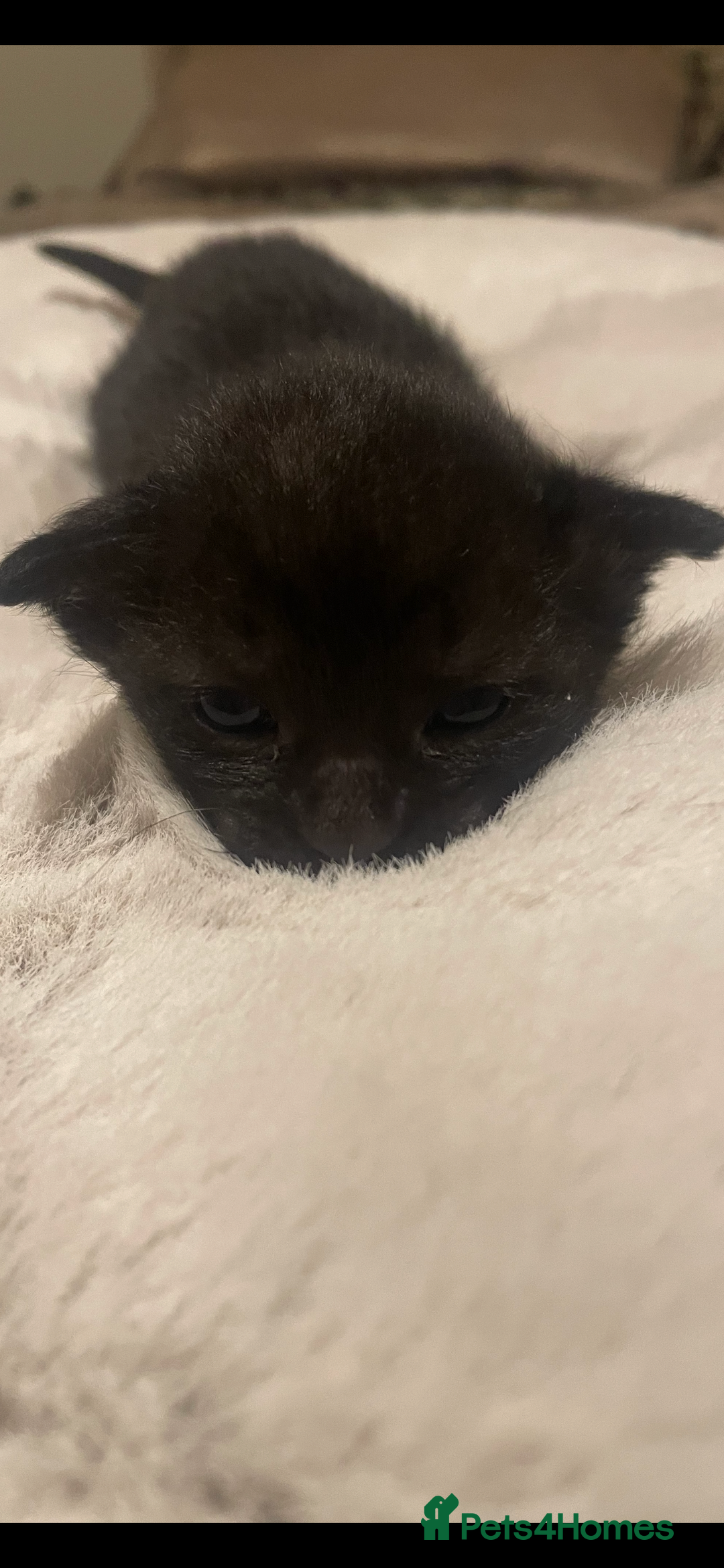 Sphynx cats for sale: Beautiful Sphynx cross orinetal kittens  - Advert 28