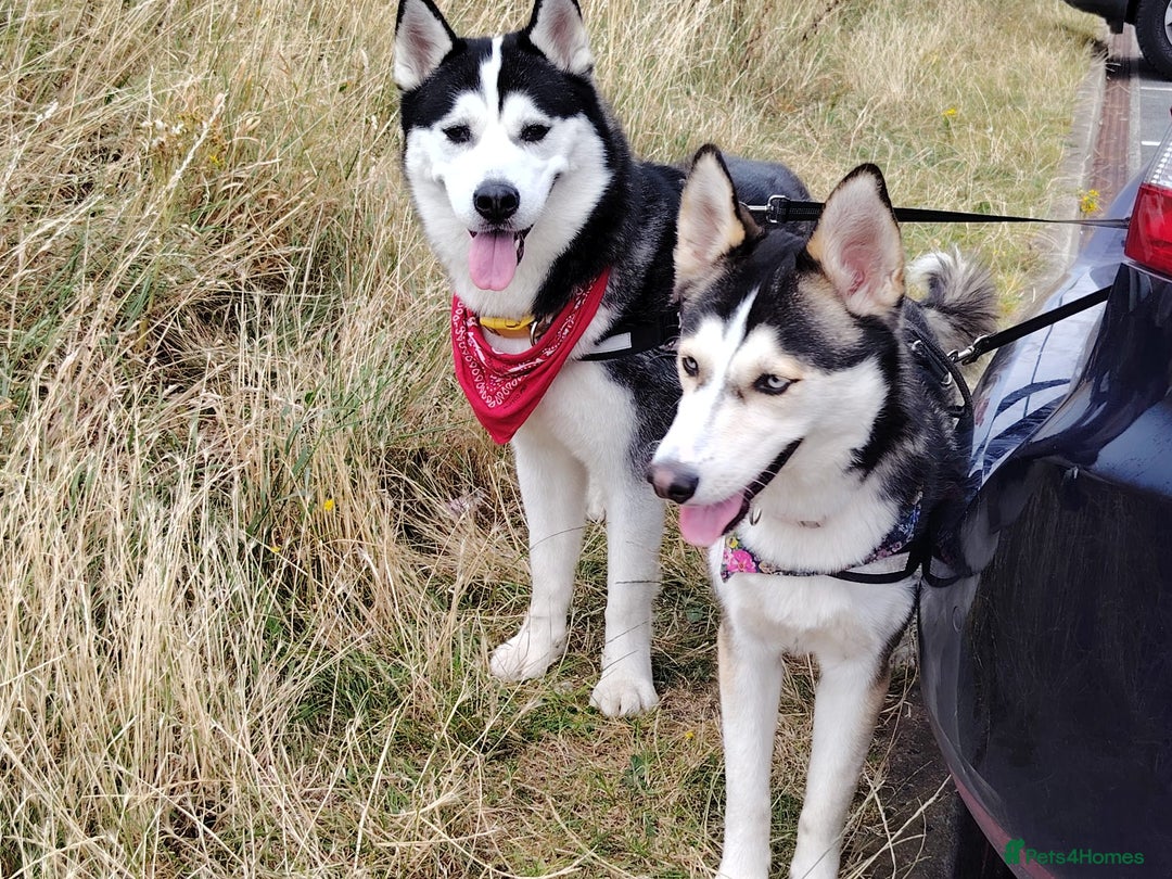 Siberian Husky dogs for sale: Rehome for 1 year old Bella. - Image 2