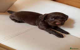 Cocker Spaniel dogs for sale: Cocker spaniel puppies - Image 5