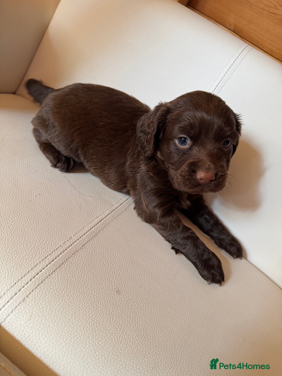 Cocker Spaniel dogs for sale: Cocker spaniel puppies - Image 5