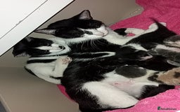 Mixed Breed cats for sale: Kittens for sale - Image 5