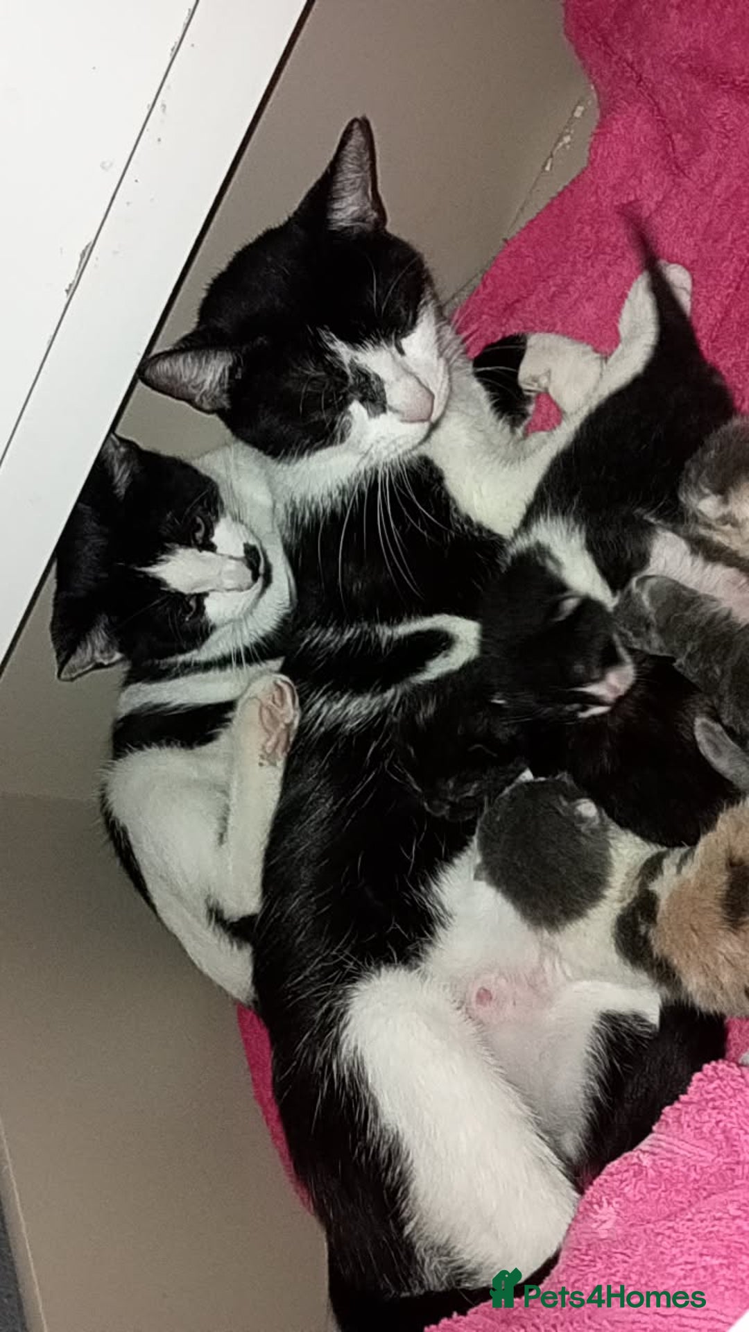 Mixed Breed cats for sale: Kittens for sale - Image 5