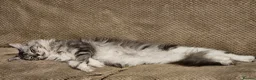 Maine Coon cats for sale: Tica Reg Maine Coon kittens - Advert 4