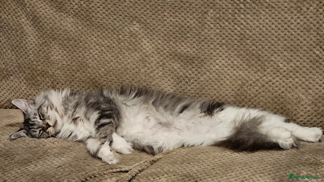 Maine Coon cats for sale: Tica Reg Maine Coon kittens - Advert 4