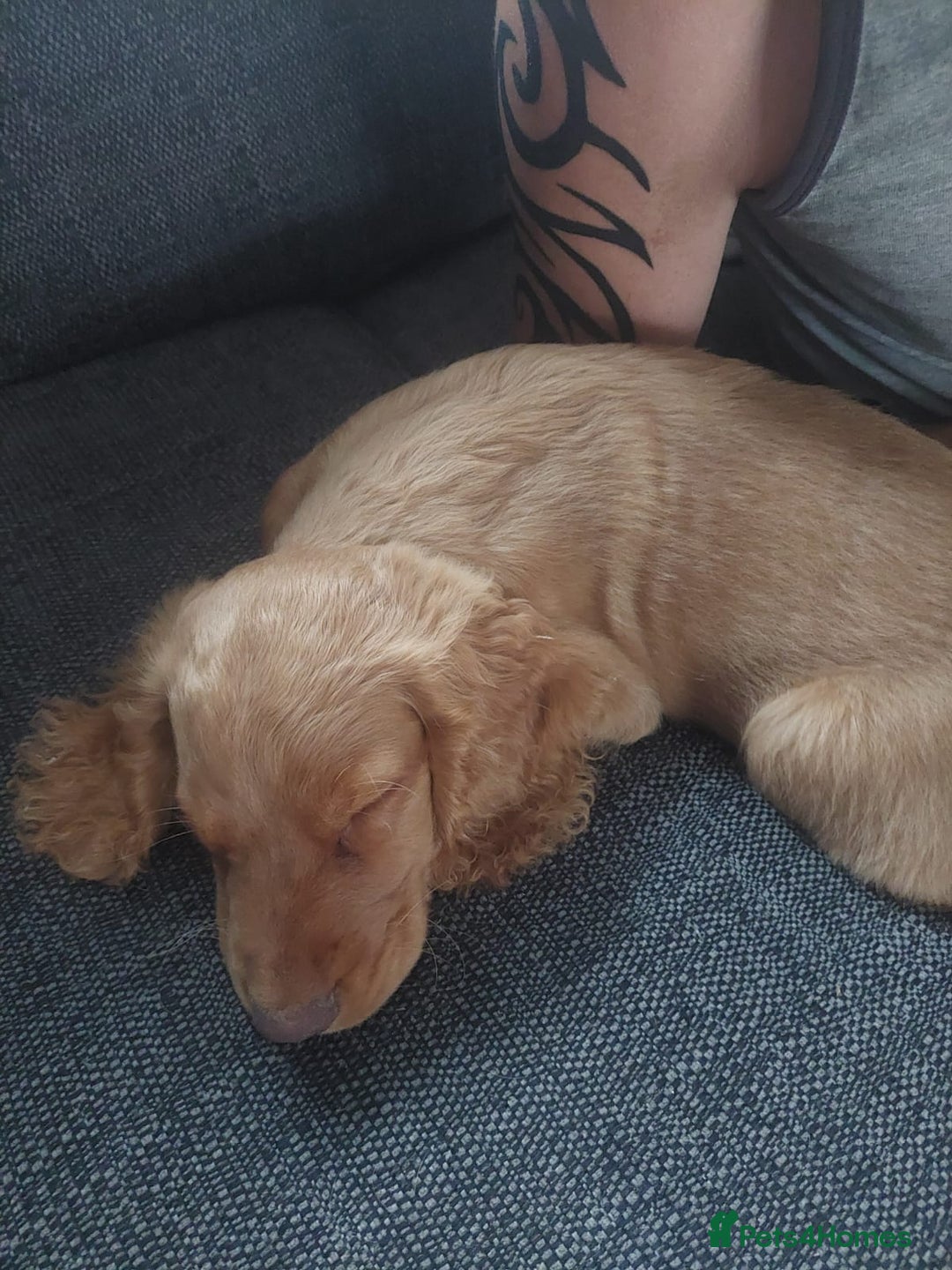 Cockapoo dogs for sale: Stunning F2 Cockapoo puppies - Image 13
