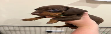 Dachshund Puppy 2