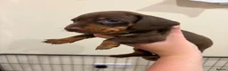 Dachshund dogs for sale: Dachshund puppies  - Advert 6