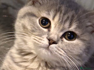 British Shorthair cats Bsh Cute Teddy Bears - Advert 10