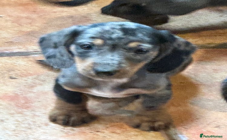 Miniature Dachshund dogs - Advert 11
