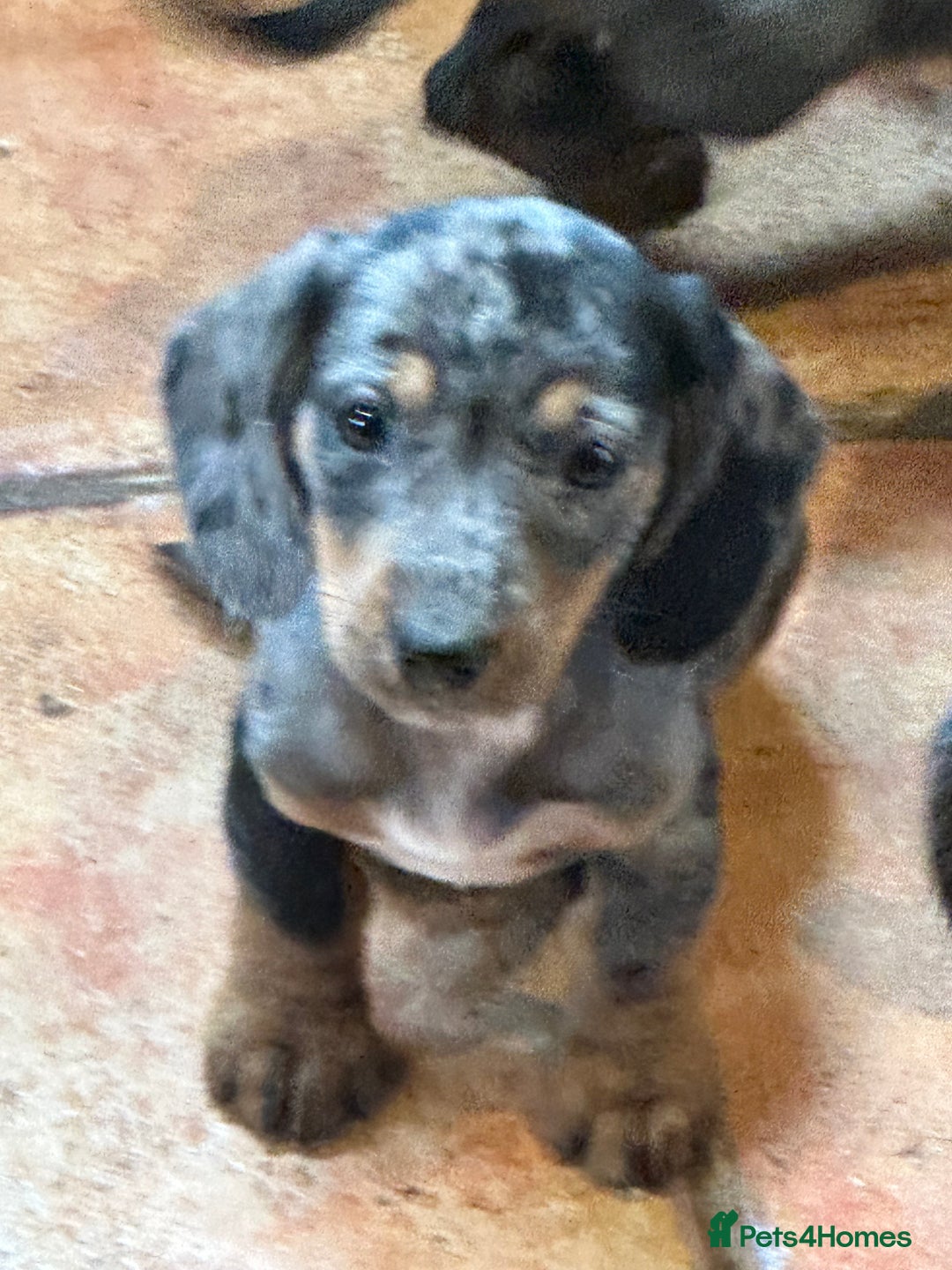 Miniature Dachshund dogs for sale: Mini dashound  - Image 1