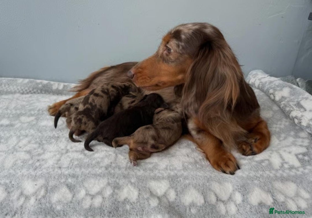 Mixed Breed dogs for sale: MAGNIFICENT LONG-HAIRED MINIATURE PUPPIES - Image 4