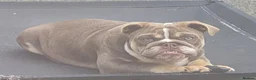 English Bulldog dogs for sale: Sweet Lilac Tri Bulldog - Advert 4