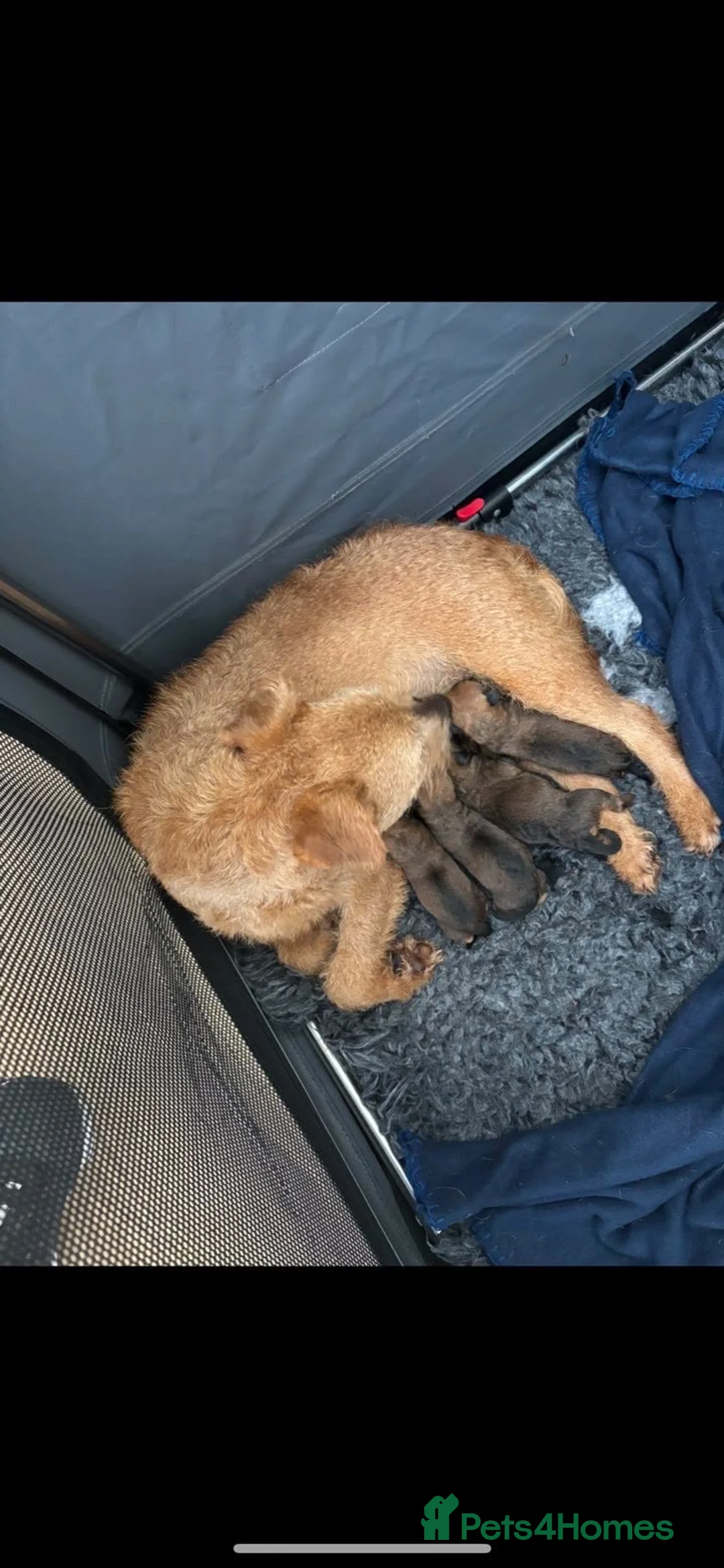 Lakeland Terrier dogs for sale: Lakeland Terrier Puppies Ready W/C 2nd November - Advert 21
