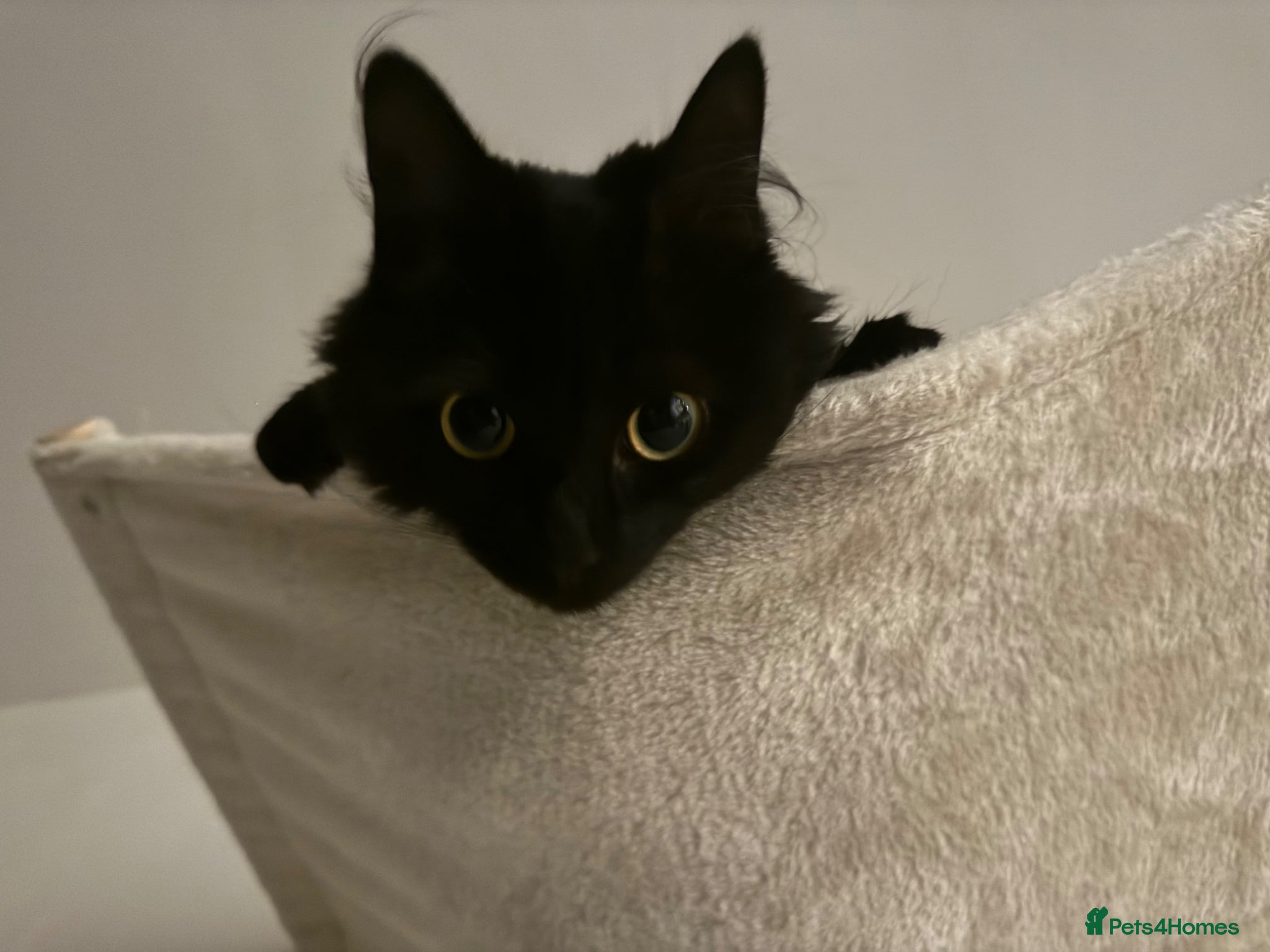 British Longhair cats Loving home needed from nova  - Advert 1