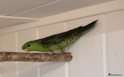 Parakeets birds for sale: Pair of Lineolated Parakeets  - Image 3