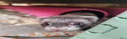 Ferret rodents for sale: Ferrets for sale in Birkenhead - Advert 11