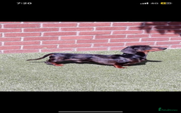 Miniature Dachshund dogs for sale: Beautiful coloured rainbow pups - Image 3
