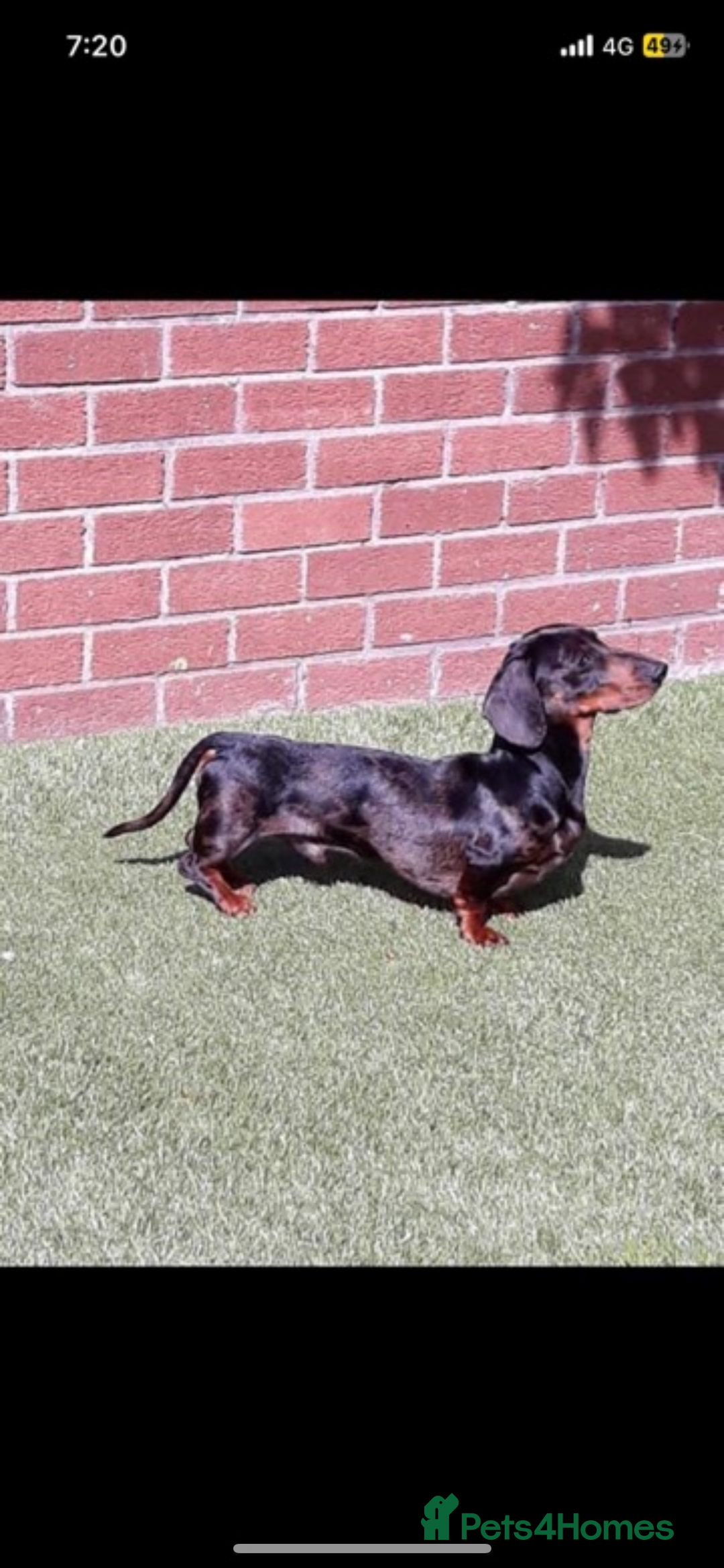 Miniature Dachshund dogs for sale: Beautiful coloured rainbow pups - Image 3