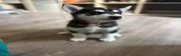 Siberian Husky dogs for sale: Siberian Huskies 12 week old female ready now  - Advert 4