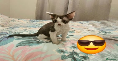Devon Rex cats - Advert 6