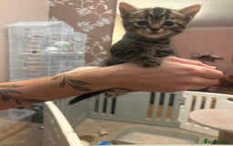 Mixed Breed cats for sale: Kittens - Image 9