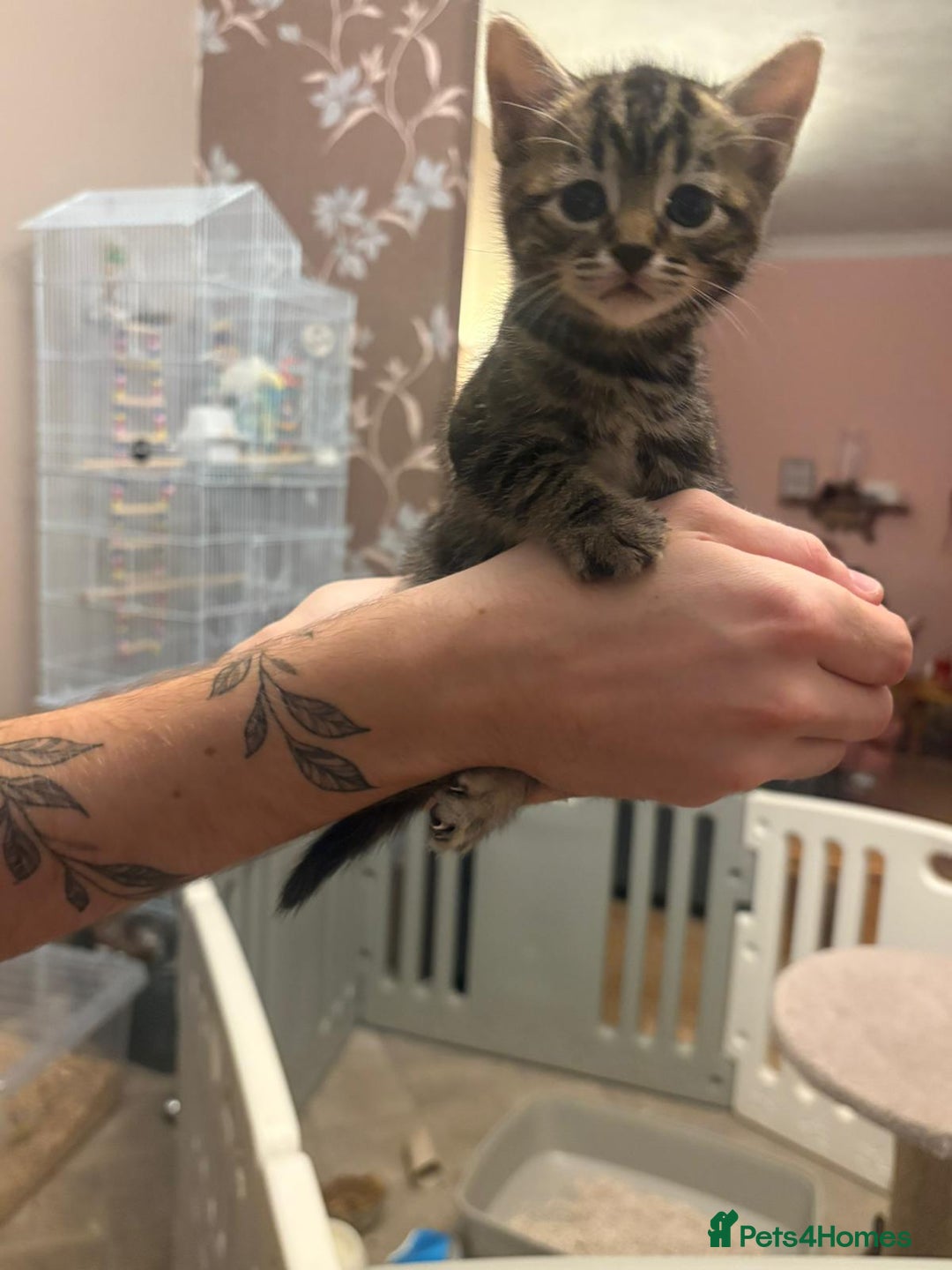 Mixed Breed cats for sale: Kittens - Image 9
