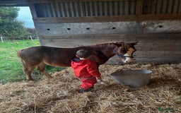 Welsh Section A horses for sale: Teddy 18 month sec a  - Image 2