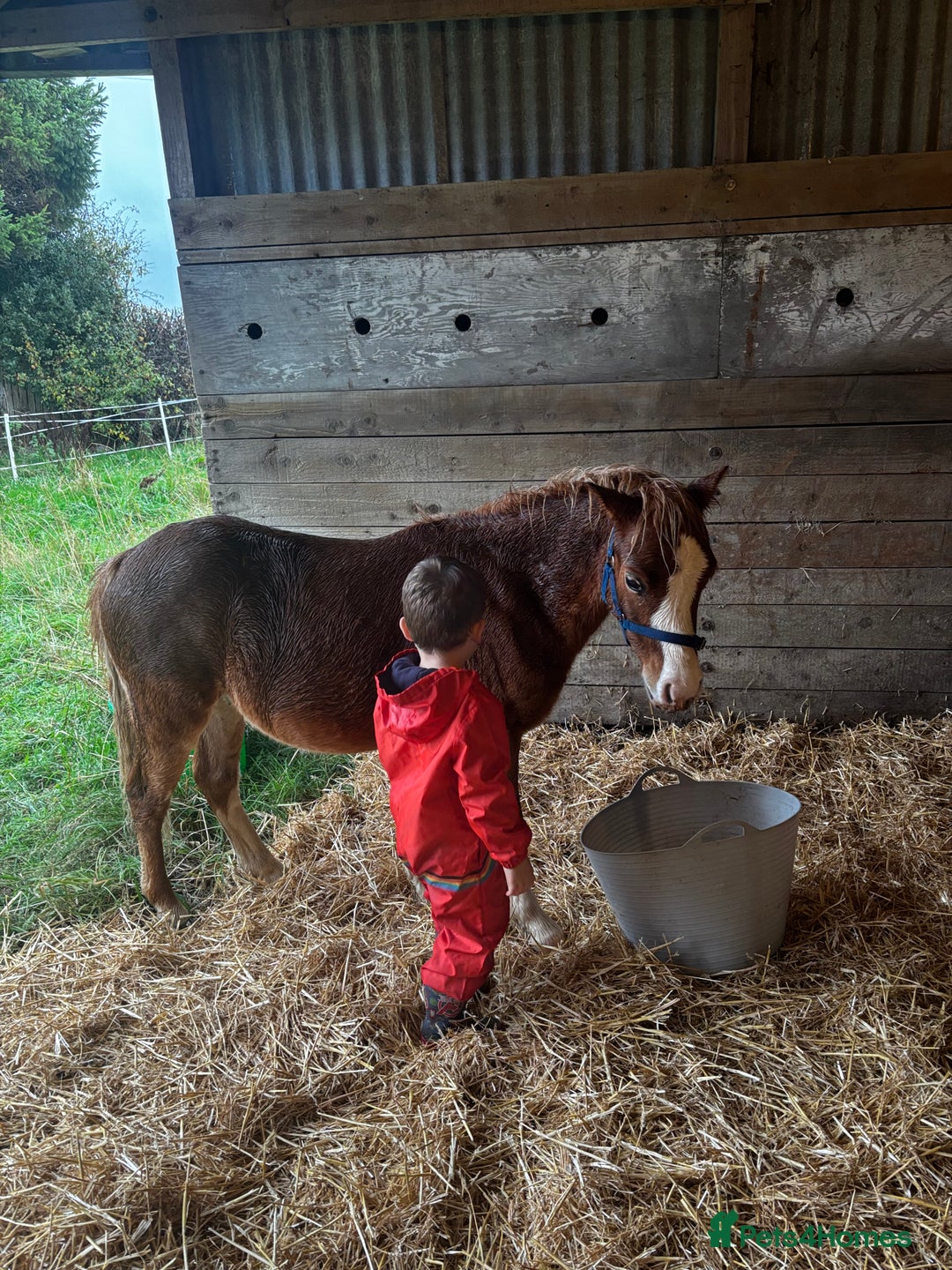 Welsh Section A horses for sale: Teddy 18 month sec a  - Image 2