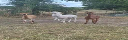 Alpaca livestock for sale: 4 castrated alpacas in Winsford - Advert 6
