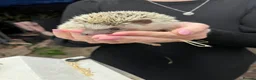 Pygmy Hedgehog rodents for sale: African Pygmy hedgehog  - Advert 7
