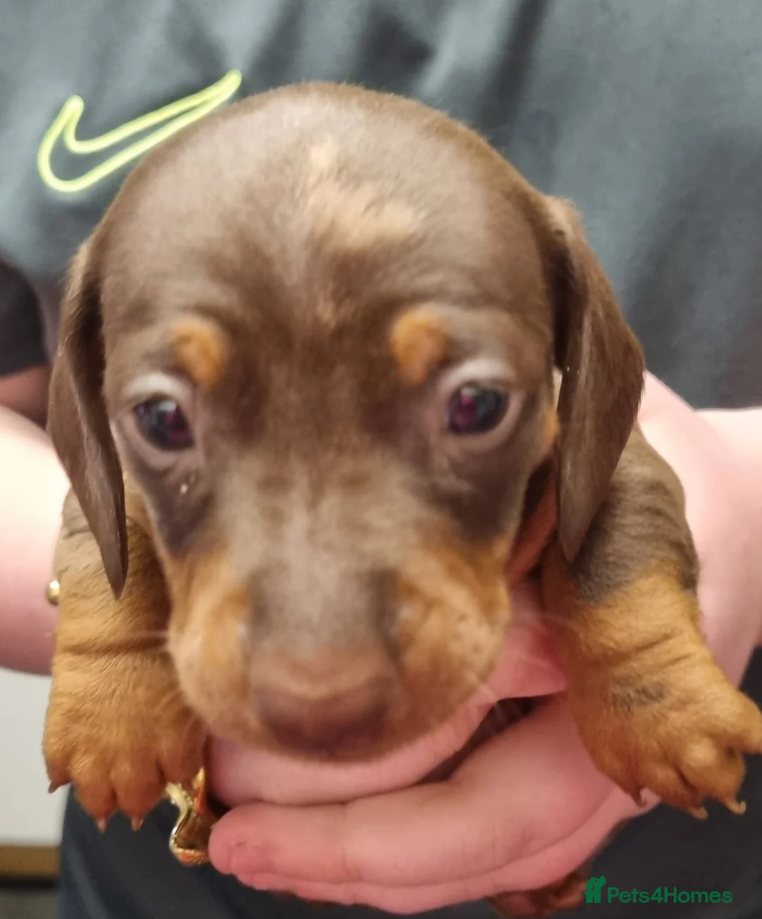 Miniature Dachshund dogs for stud: 🔥For stud proven miniature dachshund🔥   in Windsor - Advert 27