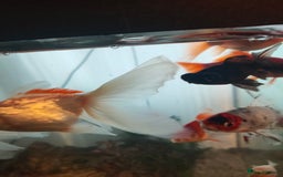 Goldfish fish for sale: Various kinds of Goldfish - Advert 6