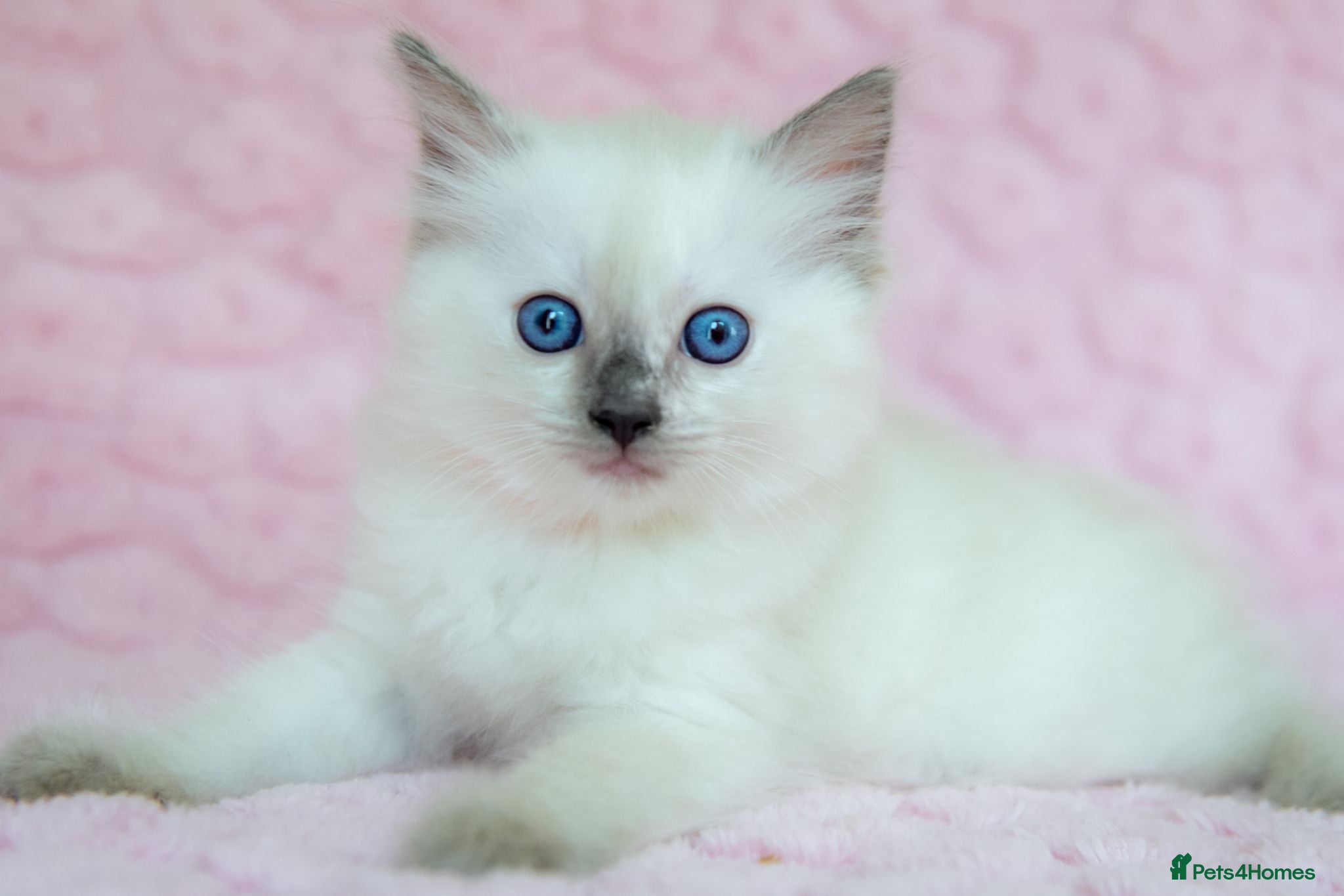 Ragdoll cats Stunning Ragdolls Ready Now. - Advert 2