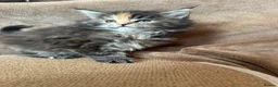 Maine Coon cats for sale: TICA Maine coon Kittens Smoke/Silver - Advert 19