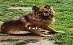 German Shepherd dogs for sale: KC REGISTERED GERMAN SHEPHERD PUPPIES  - Image 7