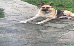 German Shepherd dogs for sale: 💖 Loyal Female German Shepherd For sale  - Image 2