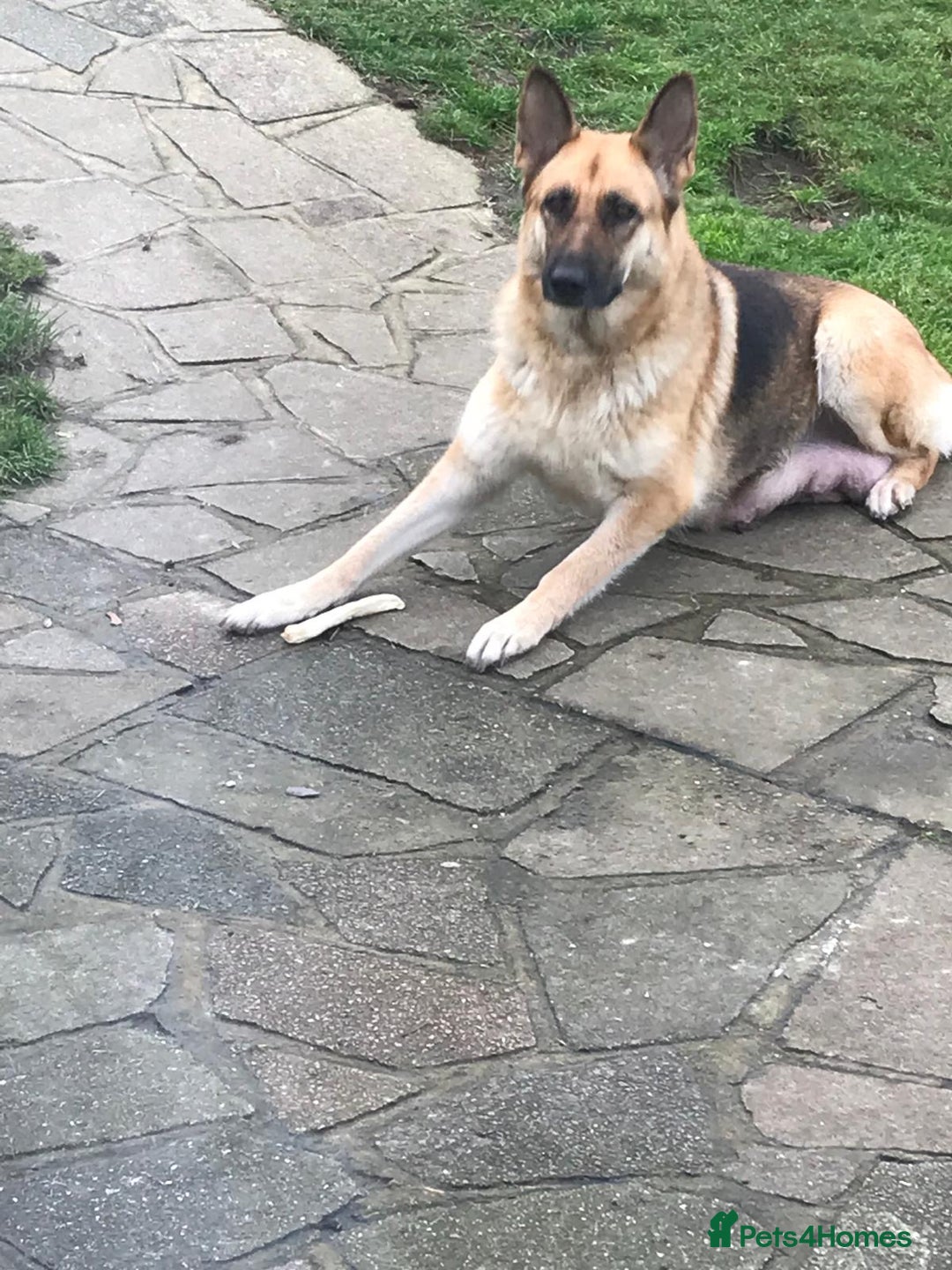German Shepherd dogs for sale: 💖 Loyal Female German Shepherd For sale  - Image 2