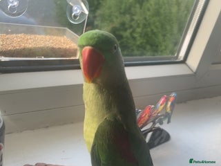 Parrots birds for sale in Loughborough - Advert 1