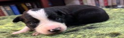 Border Collie dogs for sale: Border Collie Pups  - Advert 3