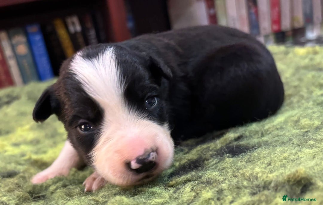 Border Collie dogs for sale: Border Collie Pups  - Advert 3