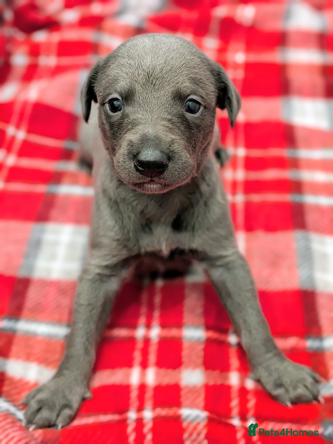 Whippet dogs for sale: Litter of 3 beautiful KC Whippets, Sheffield  - Advert 15