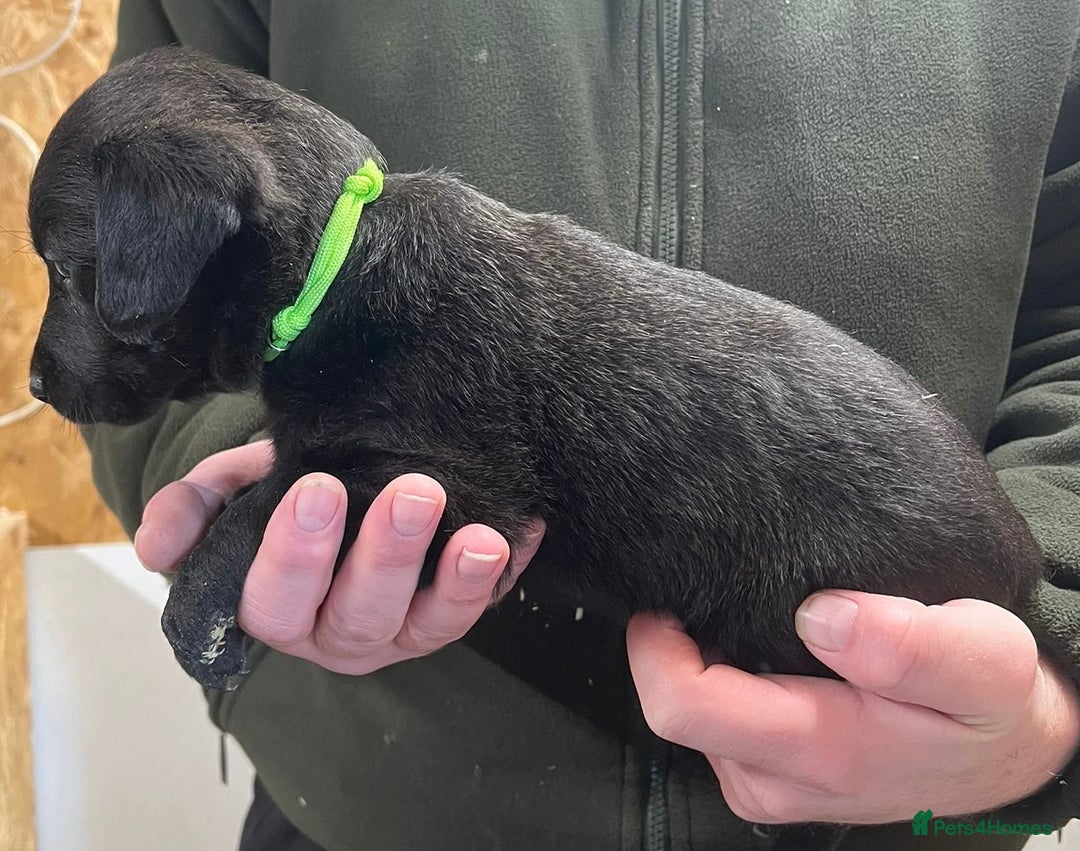 Mixed Breed dogs for sale: F1 Beddy whippets  - Advert 28