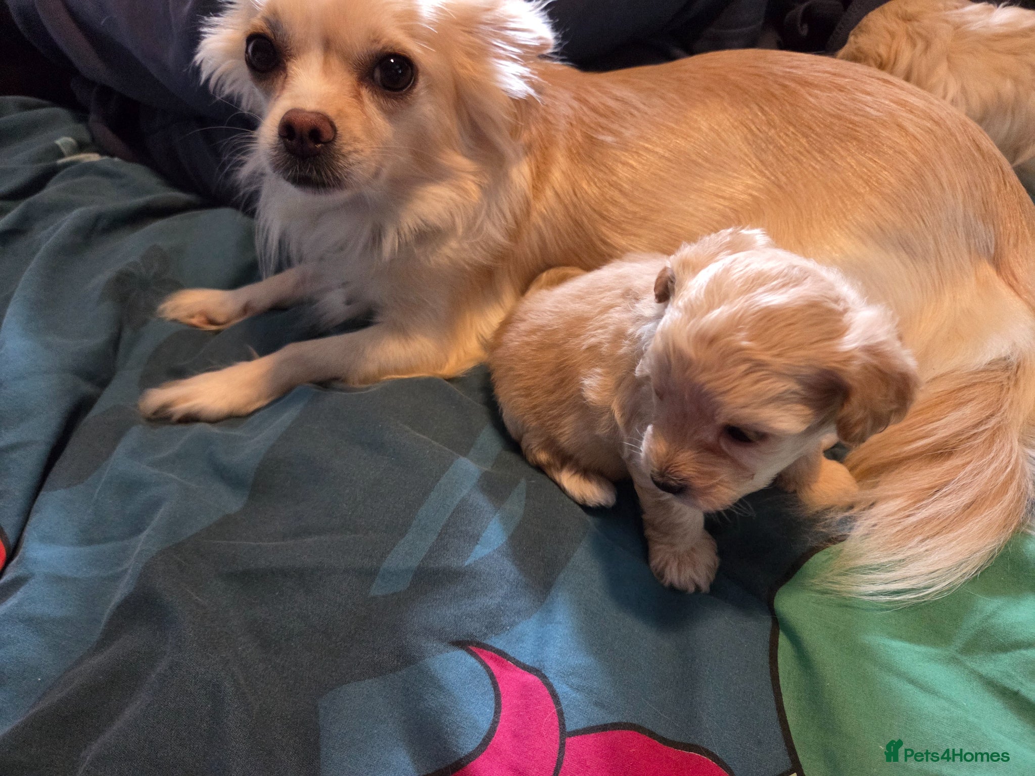 Chipoo dogs for sale:  Chihuahua x miniature poodles  in Leicester - Advert 1