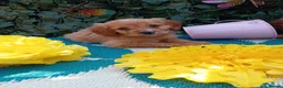 Cavapoo dogs for sale: Stunning Cavapoos fully health tested parents - Advert 3