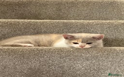 British Shorthair cats for sale: GCCF Registered pedigree British Shorthair Kittens - Image 13