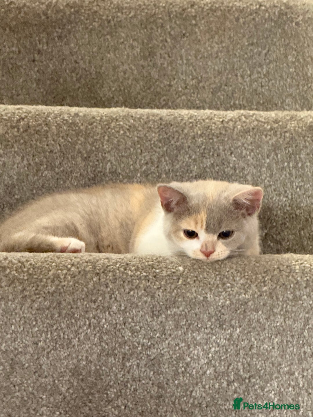 British Shorthair cats for sale: GCCF Registered pedigree British Shorthair Kittens - Image 13