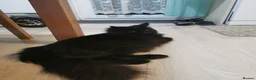 Mixed Breed cats for sale: Mixed breed long hair - Advert 6