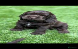 Cocker Spaniel dogs for sale: Quality English Show Cocker Spaniels (Serci Lines) - Image 5