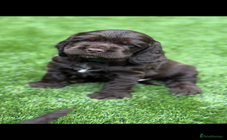Cocker Spaniel dogs - Advert 5