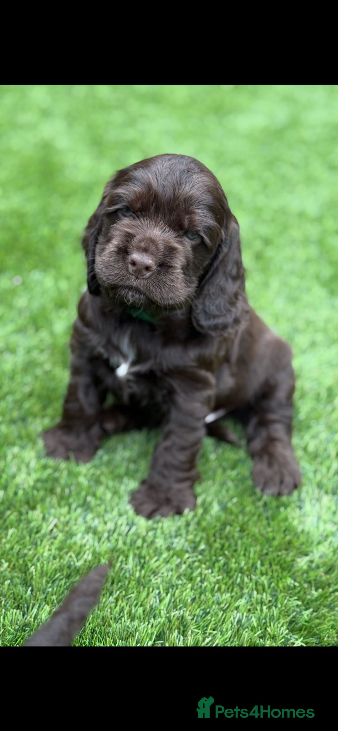 Cocker Spaniel dogs for sale: Quality English Show Cocker Spaniels (Serci Lines) - Image 5